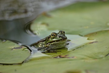 Teichfrosch (Pelophylax esculentus) mit Blattlaus auf der Nase zwischen Seerosenblättern
