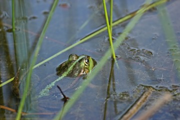 Schwimmender Teichfrosch zwischen Binsen 
