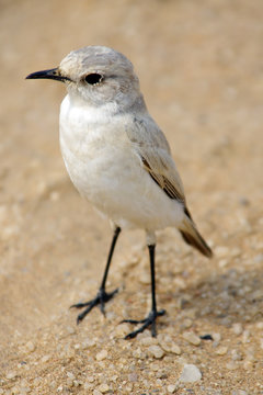 Tractrac Caht: Sch&ouml;ner kleiner W&uuml;stenvogel in Namibia
