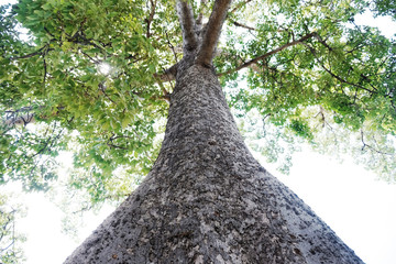 Big Tree Ant Eyes View