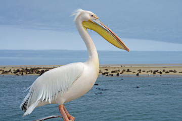 Fototapeta na wymiar Rosa-Weißer Pelikan in Namibia
