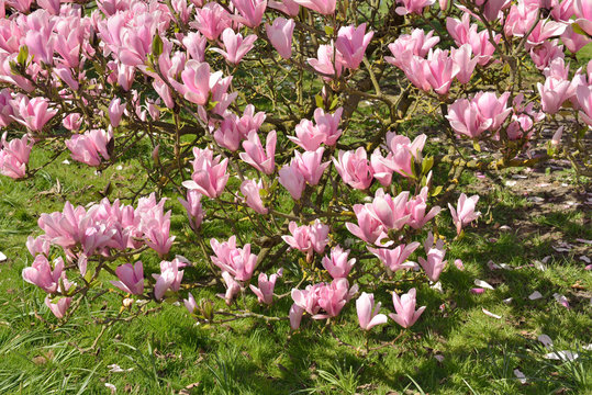 Fototapeta Magnolia tree covered with big pink flowers