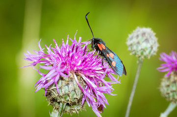 Жук на цветке чертополоха 