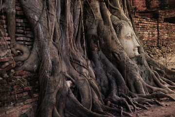 Buddha Head in the Tree