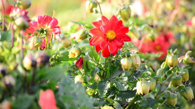 A bumble bee pollinating a flower of dahlia