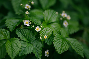 Wild strawberry plant with flowers