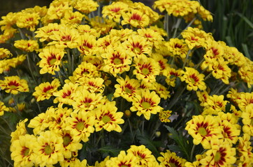 Blumenstrauße aus Winterastern -  chrysanthemum indikum-hybride - flairisse