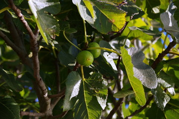 zielone figi na figowcu