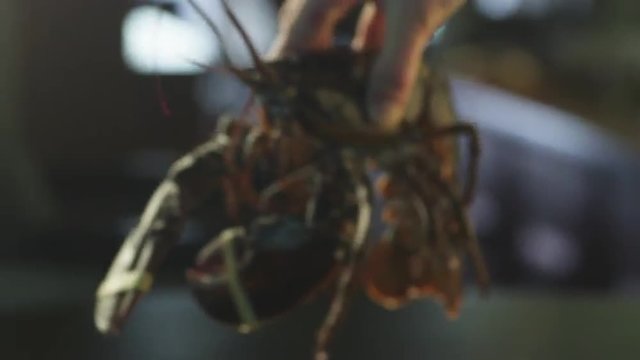 Alive Lobster in Luxury Restaurant