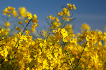 Rape flowers