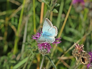Silbergrüner Bläuling (Polyommatus coridon) auf Skabiosen-Flockenblume (Centaurea scabiosa) 