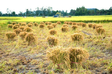 A view of harvest rice field in Mekong Delta season. CHAU DOC, AN GIANG, VIETNAM. 