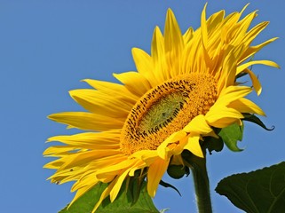 Sonnenblume (Helianthus annuus) 
