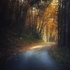 Obraz premium route disparaissant dans une forêt automnale