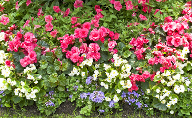 flowerbed with flowers