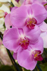 Obraz premium Three orchids