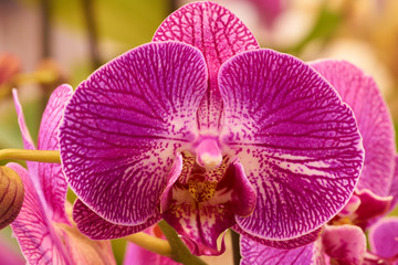 Macro shot of pink orchid
