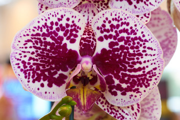 Two colored orchid