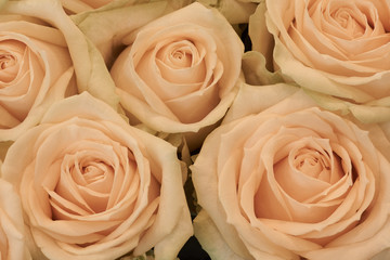 Beige creamy roses