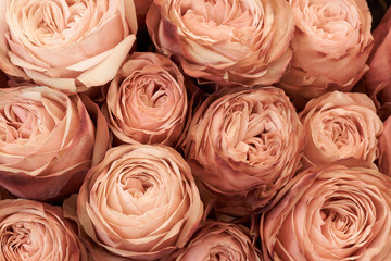 Tan roses