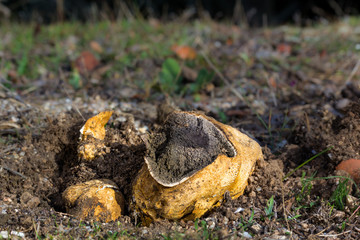 Mushroom photographed in their natural environment.
