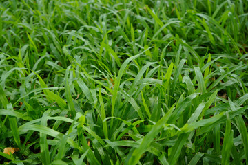 new green grass