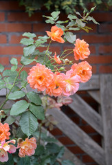 Bush of the blossoming roses of salmon color