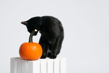 black cat and an orange pumpkin sitting on a white crate