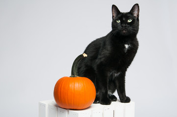 black cat and an orange pumpkin sitting on a white crate