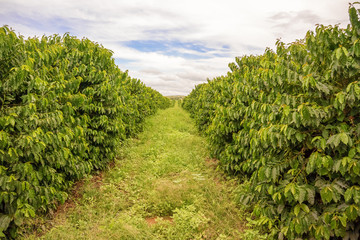 Coffee plantation in Zambia