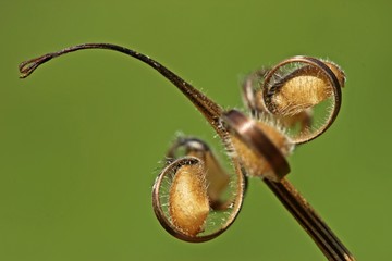 Samenstand des Wiesen-Storchschnabels (Geranium pratense)
