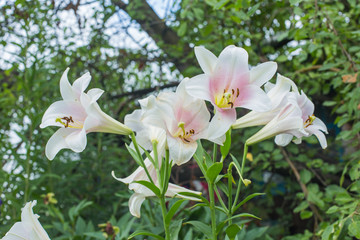Naklejka premium Lilly flower