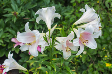 Lilly flower