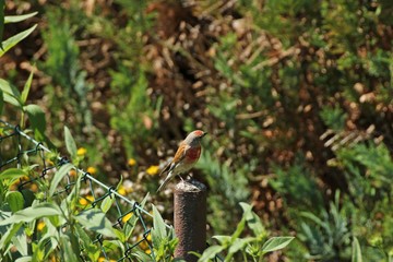 Männlicher Bluthänfling (Carduelis cannabina) auf Gartenzaun 
