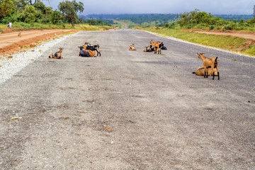 Road in Zambia