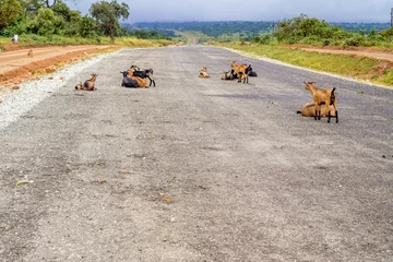 Foto op Aluminium Road in Zambia © Marek Poplawski