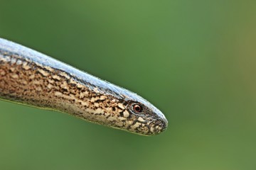 Blindschleiche (Anguis fragilis)
