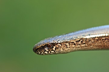 Blindschleiche (Anguis fragilis)
