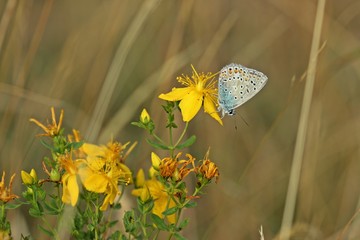 Männlicher Silbergrüner Bläuling (Polyommatus coridon) auf Johanniskraut 