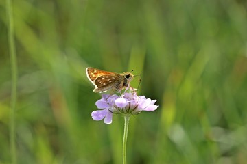 Komma-Dickkopffalter (Hesperia comma) auf Tauben-Skabiose (Scabiosa columbaria) 
