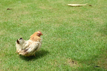 Hen