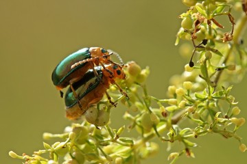 Paarung des Halleschen Blattkäfers (Sermylassa halensis) auf Labkraut 
