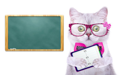 Smart beautiful british cat with a school board. Funny animals. Trendy cat dressed in beautiful clothes