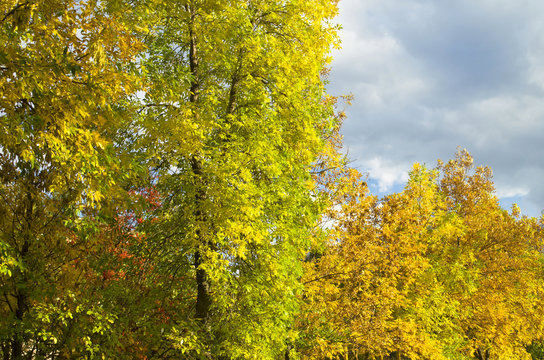 yellowing trees in autumn