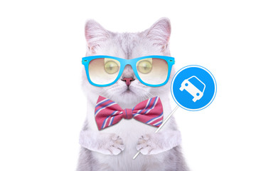 Smart handsome cat with icon car. Funny animals. Trendy cat dressed in beautiful clothes