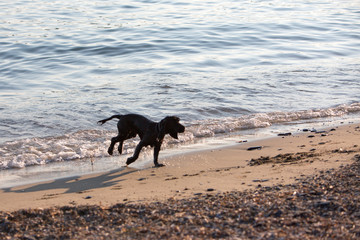 Cagnolino bagnato in riva al mare