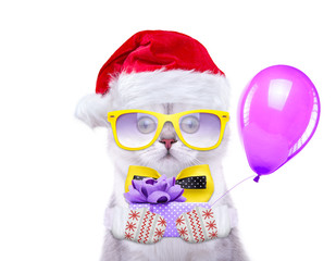 Smart and beautiful cat in a Christmas costume holding a present. Gift Box. New Year's holidays