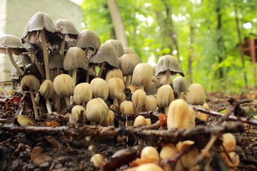 Little mushrooms in the wood after the rain