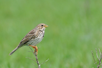 Perching Corn Bunting in steppe