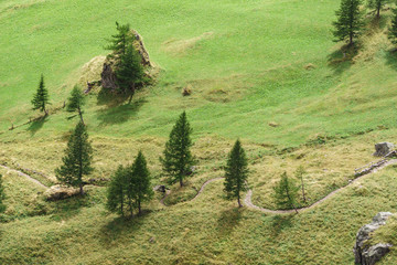 Obraz premium Bergwiese mit Bäumen